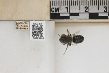 Media type: image;   Entomology 785998 Aspect: Labels